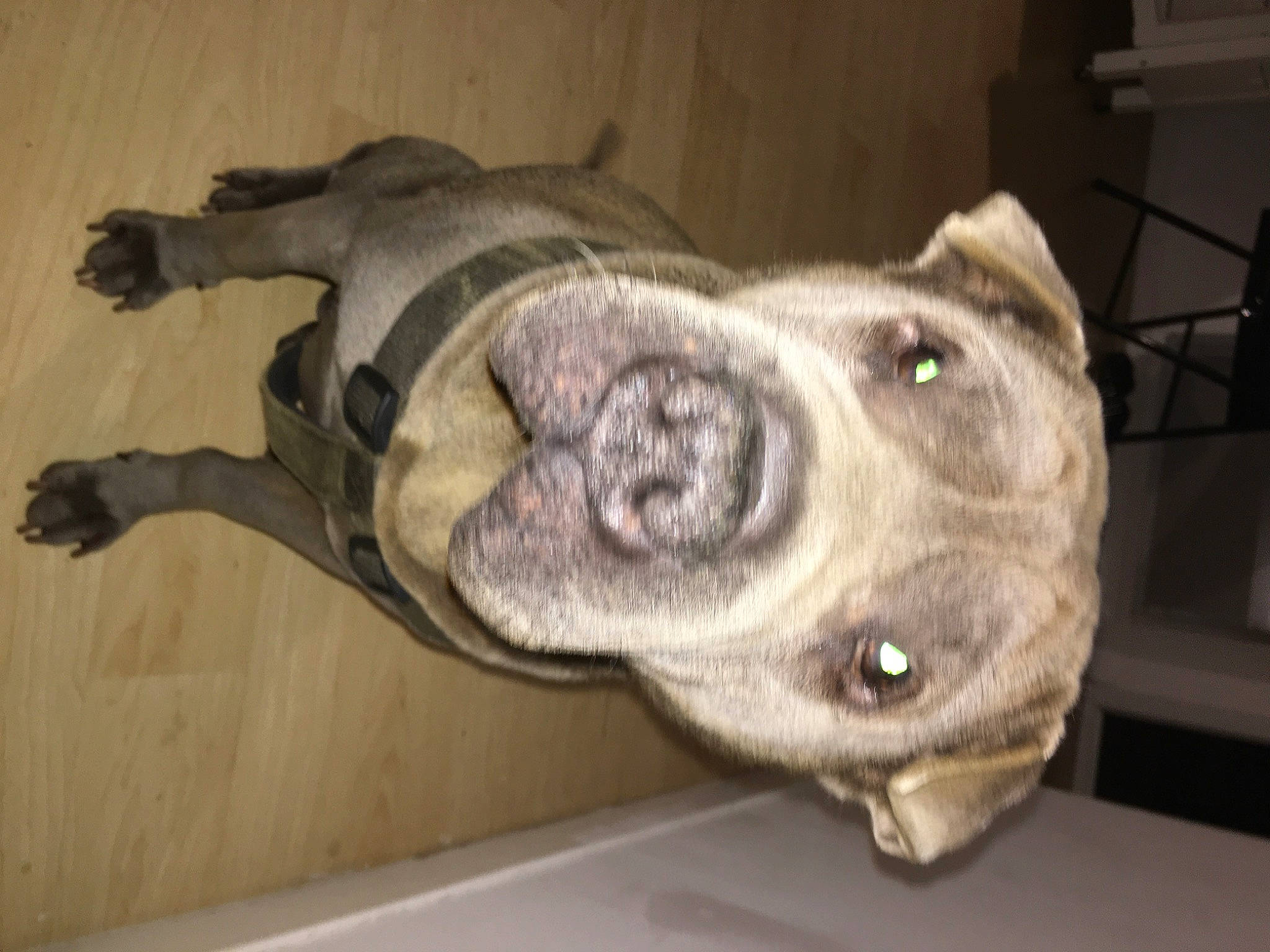 Spok participe au concours pour gagner de l'argent avec cette photo : american_pit_bull_terrier, american_staffordshire_terrier, canidae, carnivore, dog, dog_breed, fawn, jaw, non_sporting_group, old_english_bulldog, pit_bull, snout