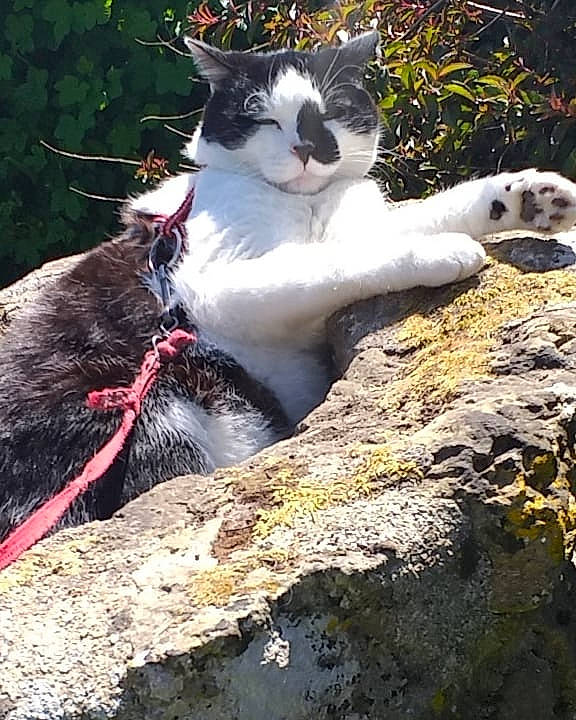 Moustache participe au concours pour gagner de l'argent avec cette photo : aegean_cat, carnivore, cat, domestic_short_haired_cat, felidae, small_to_medium_sized_cats, snout, whiskers