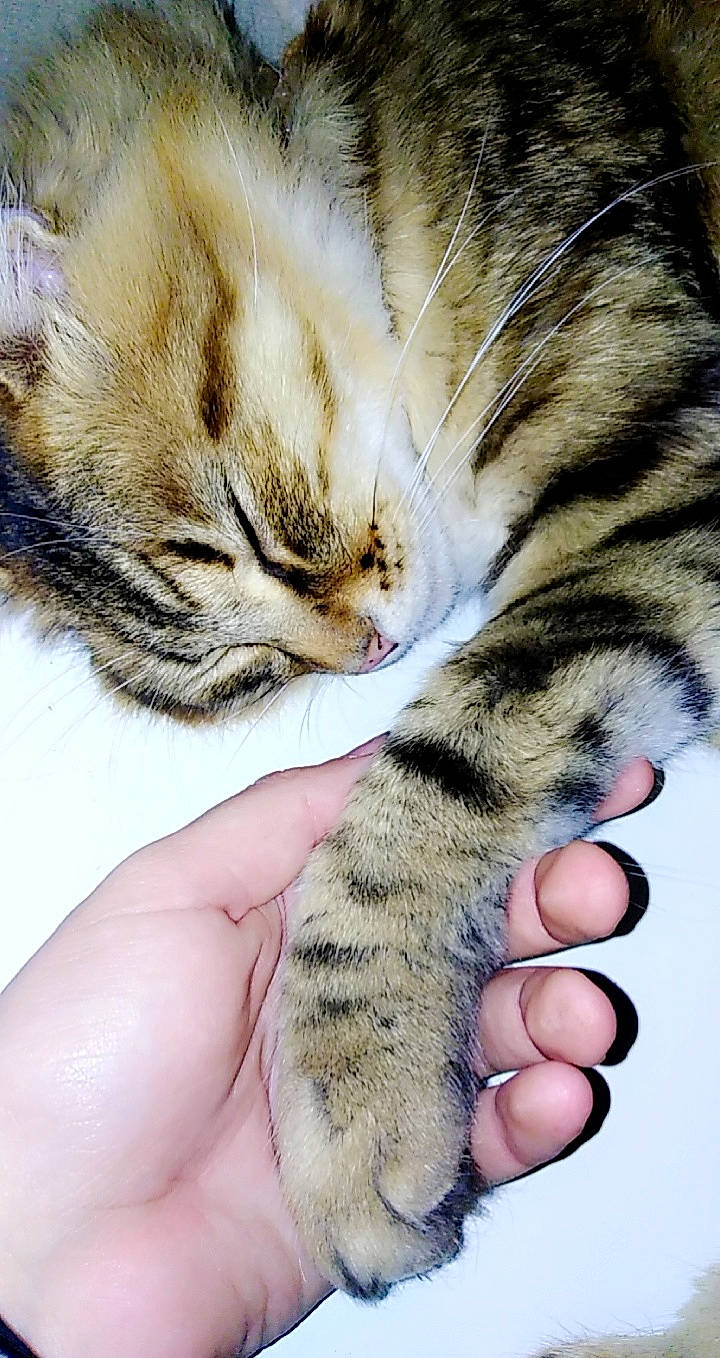 Symba participe au concours pour gagner de l'argent avec cette photo : aegean_cat, american_shorthair, american_wirehair, asian, carnivore, cat, claw, domestic_short_haired_cat, dragon_li, european_shorthair, felidae, fur, hand, kitten, paw, polydactyl_cat, small_to_medium_sized_cats, snout, tabby_cat, whiskers