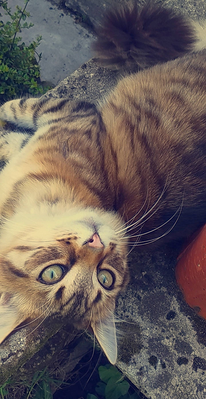 Symba a rejoint le concours — aidez-le/la à gagner de superbes lots ! aegean_cat, american_shorthair, american_wirehair, asian, carnivore, cat, close_up, domestic_short_haired_cat, dragon_li, european_shorthair, eye, felidae, fur, nose, organism, skin, small_to_medium_sized_cats, snout, tabby_cat, whiskers