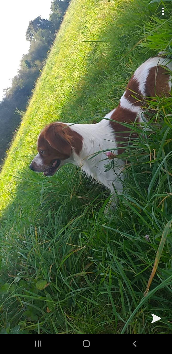 Mylo a rejoint le concours — aidez-le/la à gagner de superbes lots ! brittany, canidae, carnivore, dog, dog_breed, french_spaniel, german_longhaired_pointer, german_shorthaired_pointer, grass, grass_family, hunting_dog, liver, plant, pointer, pointing_breed, setter, small_munsterlander, spaniel, sporting_group, welsh_springer_spaniel