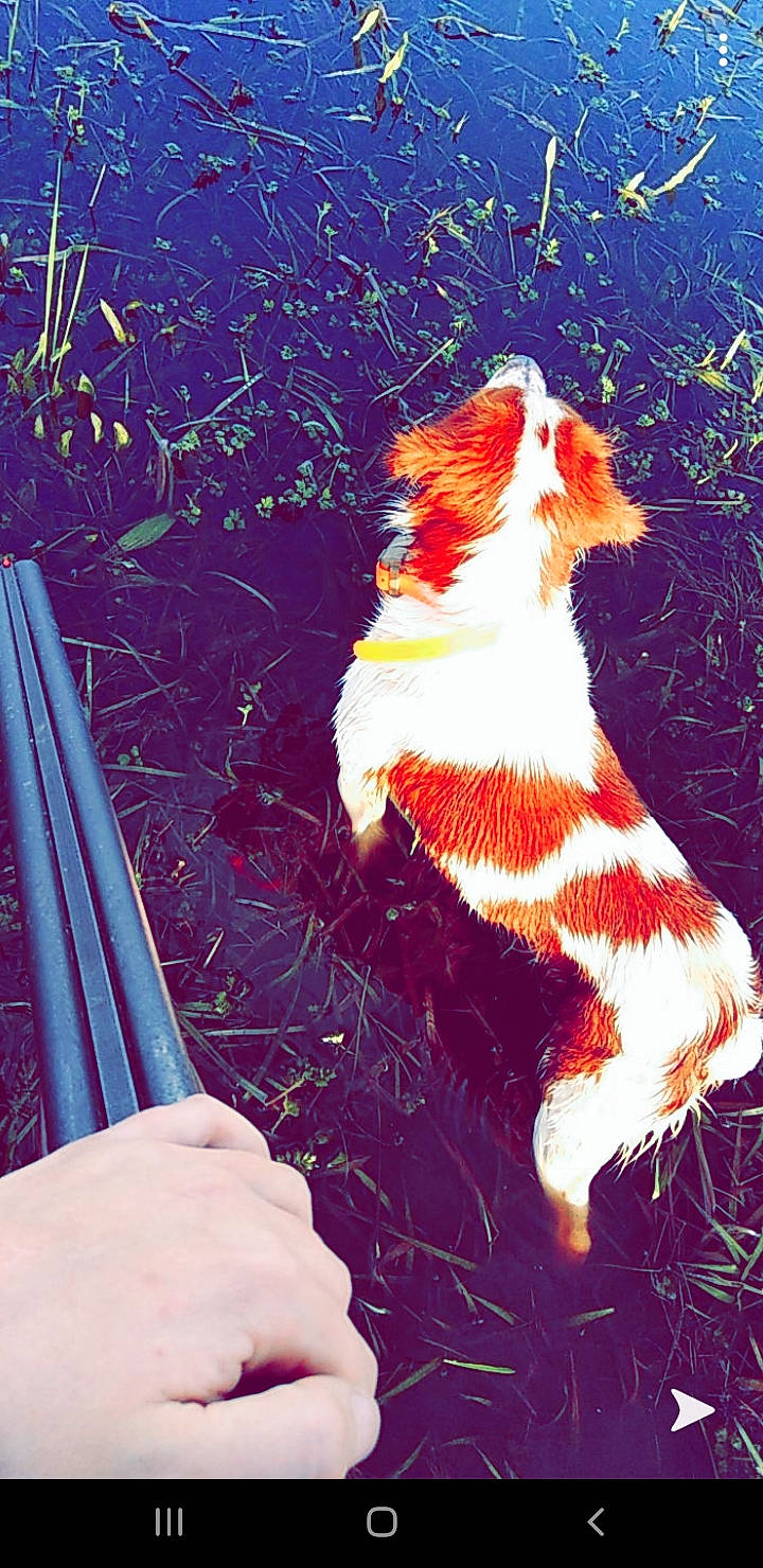 Mylo a rejoint le concours — aidez-le/la à gagner de superbes lots ! canidae, carnivore, cavalier_king_charles_spaniel, companion_dog, dog, dog_breed, sporting_group