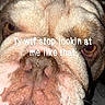 Tyson Melena is registered to the contest to win money with this photo: bulldog, dog, close_up, face, wrinkles, pet, animal, expression, eyes, nose, mouth, teeth, fur, portrait, indoors, flash, funny_text, caption, skin, canine
