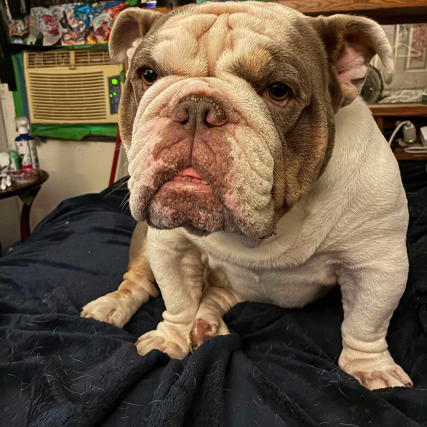 Tyson Melena is registered to the contest to win money with this photo: bulldog, dog, pet, indoor, blanket, fur, face, ears, expression, animal, portrait, bedroom, air_conditioner, painting, furniture, cozy, clutter, closeup, sitting, looking