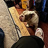 bulldog, dog, pet, floor, shoe, footwear, sneaker, couch, furniture, box, absorbent_pads, wood_floor, indoor, storage_crates, clothing, leg, home, cozy, animal, mammal