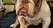 Tyson Melena joined the competition — help win amazing prizes! bulldog, dog, pet, indoor, blanket, face, wrinkles, ears, nose, tongue, bedroom, painting, air_conditioner, furniture, table, window, cute, animal, portrait, sitting