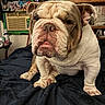 bulldog, dog, pet, indoor, blanket, face, wrinkles, ears, nose, tongue, bedroom, painting, air_conditioner, furniture, table, window, cute, animal, portrait, sitting