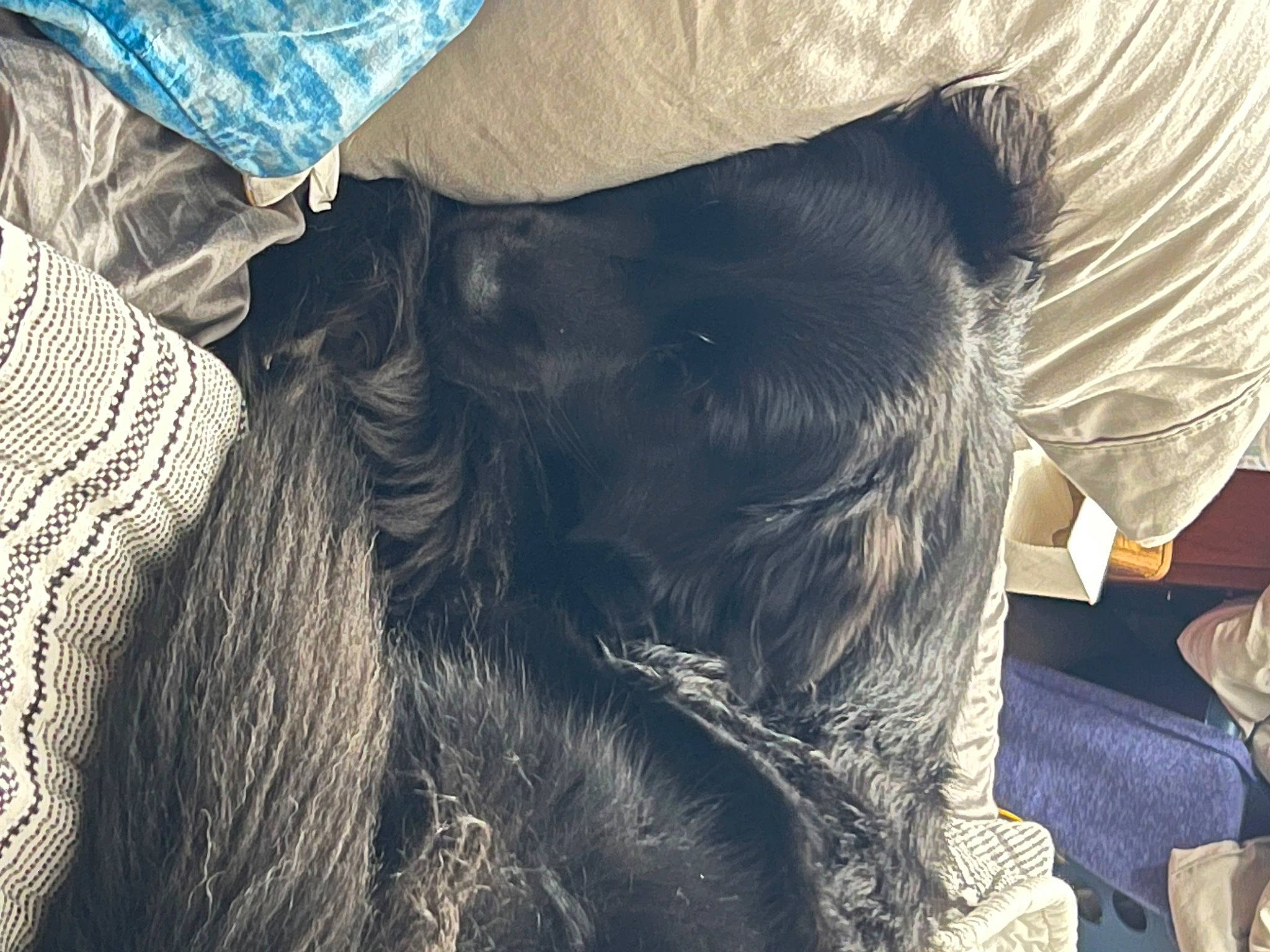 Maggie joined the competition — help win amazing prizes! beard, canidae, carnivore, claw, comfort, companion_dog, denim, dog_breed, electric_blue, fawn, felidae, fur, human_leg, small_to_medium_sized_cats, snout, sporting_group, tail, vertebrate, whiskers, working_animal