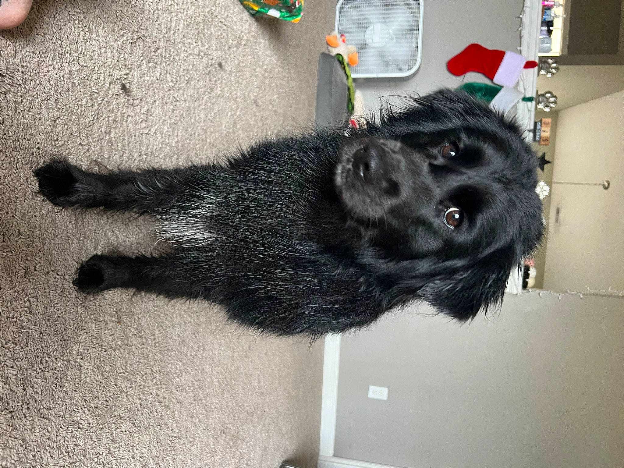 Maggie is registered to the contest to win money with this photo: canidae, carnivore, collar, companion_dog, dog, dog_breed, fur, natural_material, snout, sporting_group, tail, working_animal