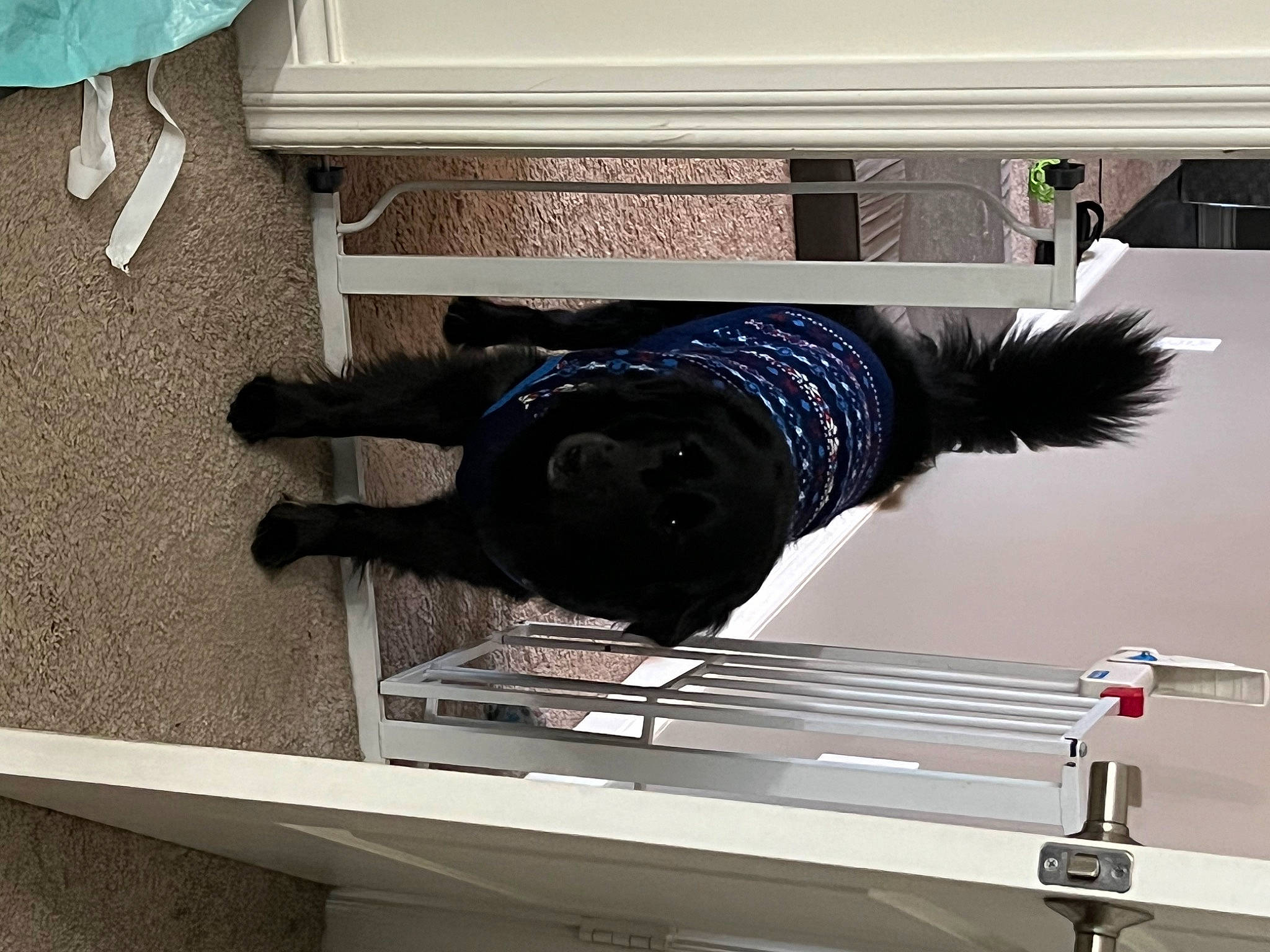 Maggie joined the competition — help win amazing prizes! auto_part, automotive_tire, denim, electric_blue, floor, flooring, font, fur, gas, human_leg, machine, metal, room, shelf, shelving, sleeve, sportswear, thigh, waist, white