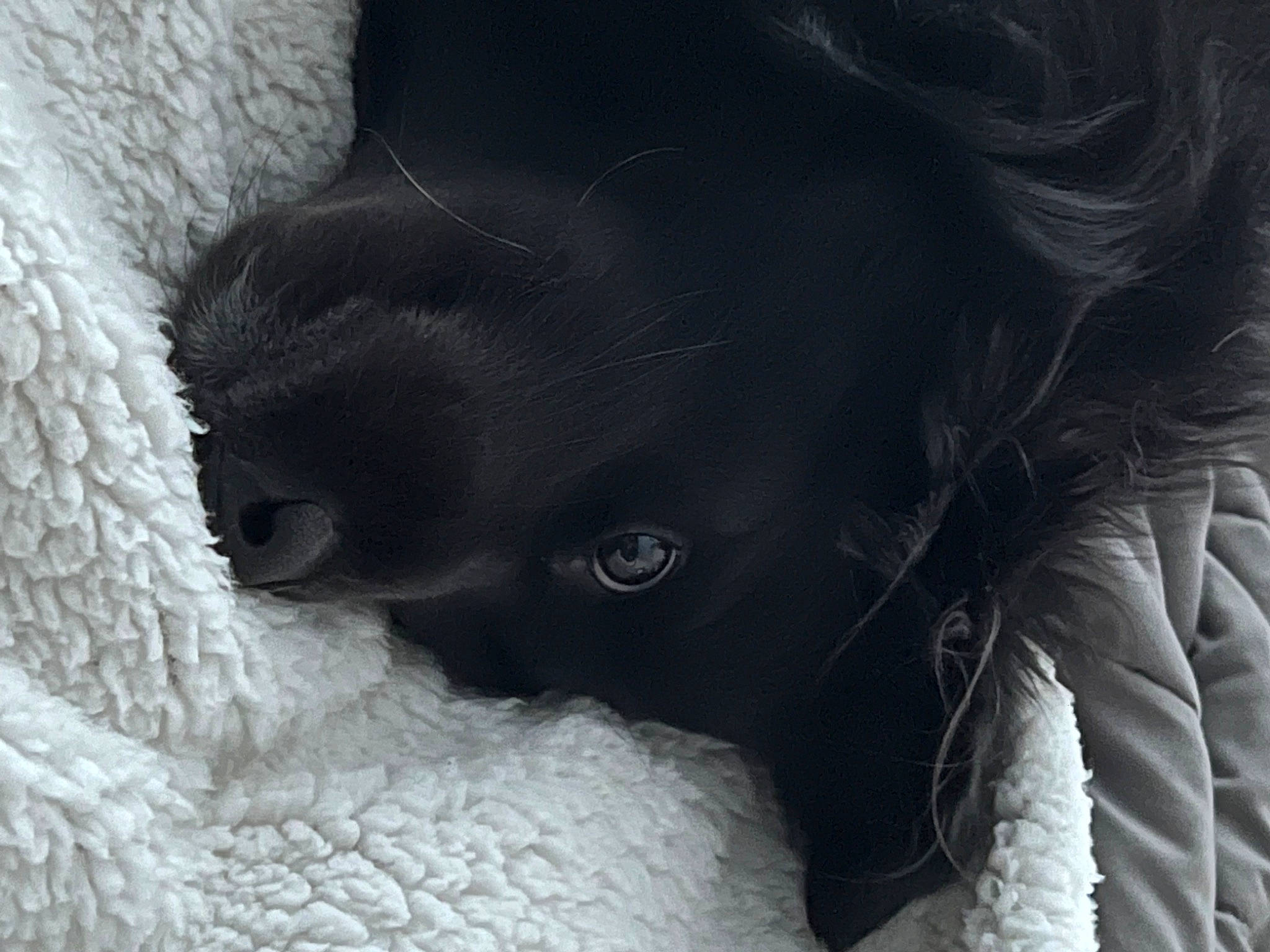 Maggie joined the competition — help win amazing prizes! borador, canidae, carnivore, claw, comfort, companion_dog, dog, dog_breed, foot, fur, gesture, grey, monochrome, monochrome_photography, snout, sporting_group, terrestrial_animal, tints_and_shades, whiskers, working_animal