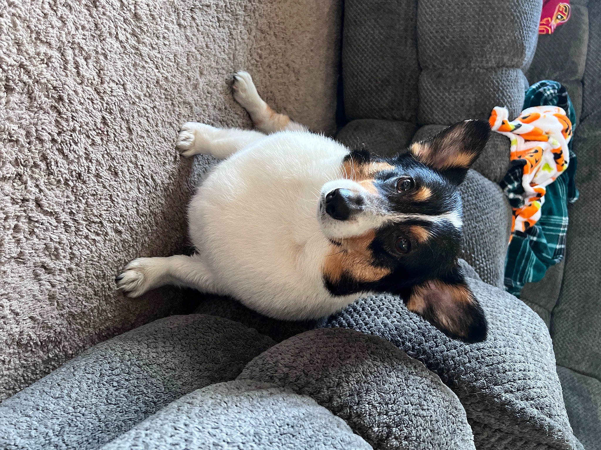 Vinnie joined the competition — help win amazing prizes! canidae, carnivore, comfort, companion_dog, dog, dog_breed, fawn, felidae, flooring, fur, linens, nap, non_sporting_group, paw, puppy, small_to_medium_sized_cats, snout, sporting_group, tail, whiskers