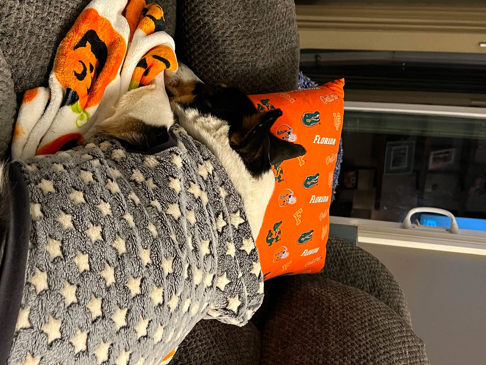 Vinnie is registered to the contest to win money with this photo: baby_toddler_clothing, bag, black, cap, carmine, comfort, fashion_accessory, fur, grey, hat, linens, luggage_and_bags, orange, outdoor_shoe, pattern, personal_protective_equipment, room, sleeve, sportswear, woolen