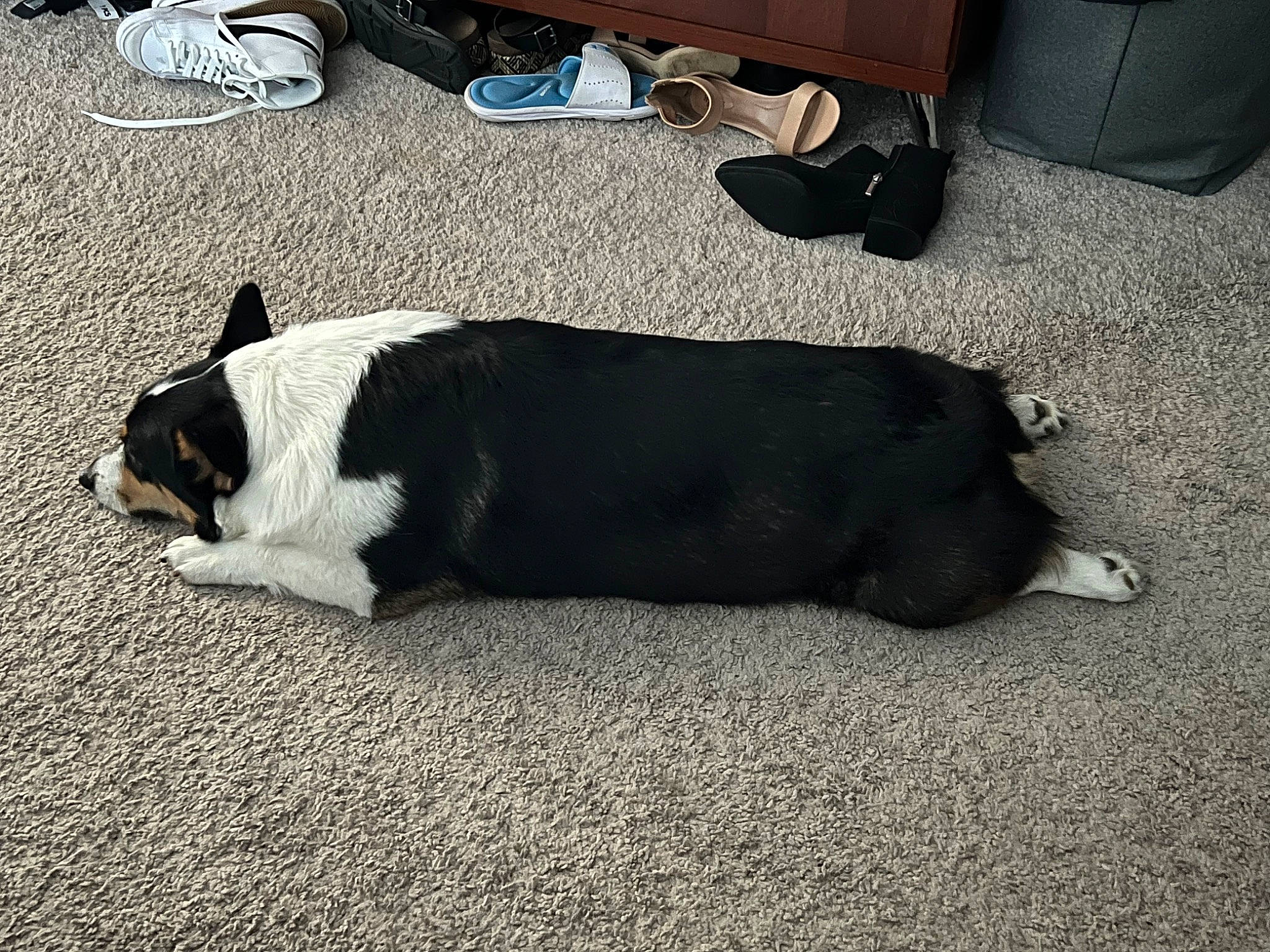 Vinnie is registered to the contest to win money with this photo: asphalt, bag, canidae, carnivore, chair, comfort, companion_dog, dog, dog_breed, floor, flooring, fur, nap, non_sporting_group, paw, road_surface, snout, sporting_group, tail, working_animal