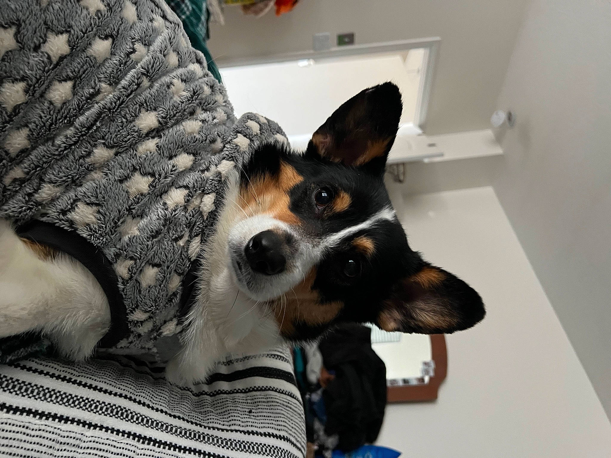 Vinnie is registered to the contest to win money with this photo: canidae, carnivore, chair, comfort, companion_dog, couch, dog, dog_breed, fur, mammal, pattern, room, sitting, snout, sporting_group, toy_dog, whiskers, window, working_animal, working_dog