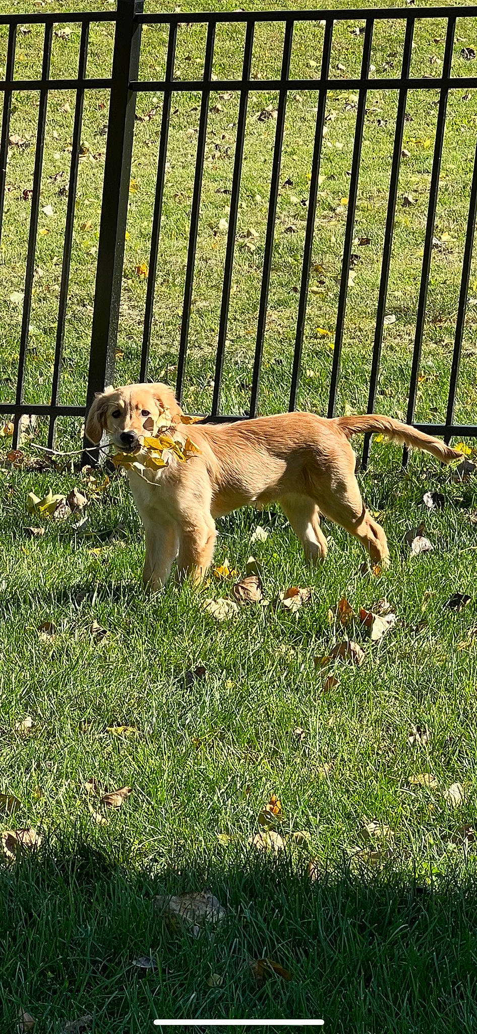 Nellie is registered to the contest to win money with this photo: carnivore, chair, companion_dog, dog, dog_breed, fence, grass, gun_dog, home_fencing, people_in_nature, plant, sporting_group, tail, working_dog, yard