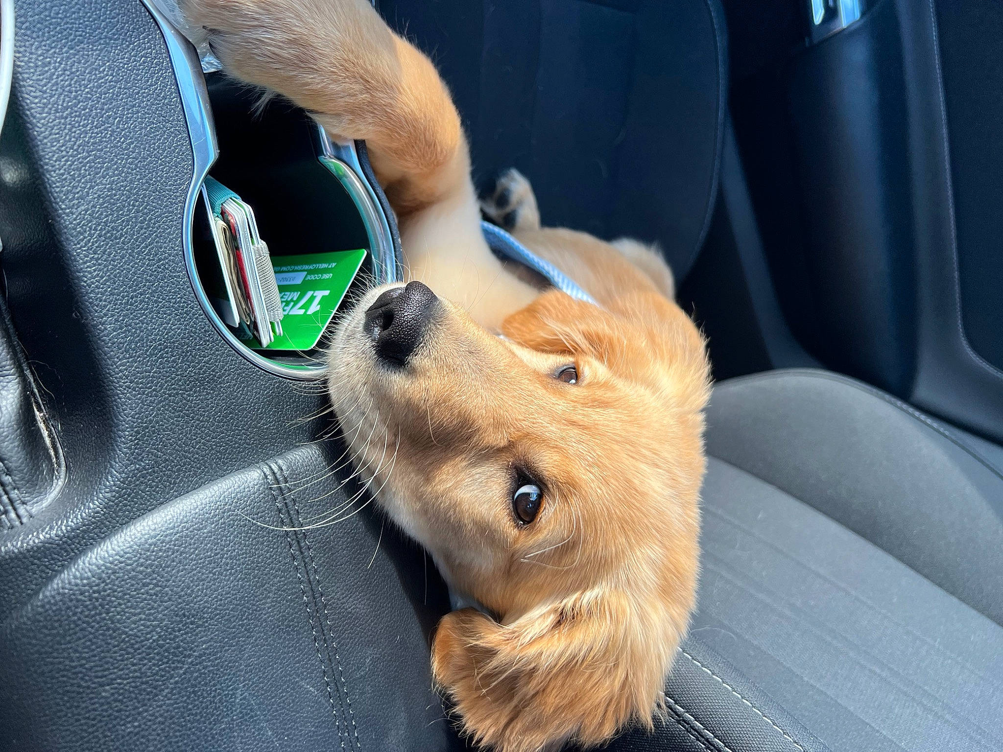 Nellie is registered to the contest to win money with this photo: auto_part, automotive_exterior, canidae, car_seat, carnivore, companion_dog, dog, dog_breed, fawn, fur, motor_vehicle, personal_luxury_car, snout, sporting_group, steering_wheel, vehicle, vehicle_door, whiskers, windshield, working_animal