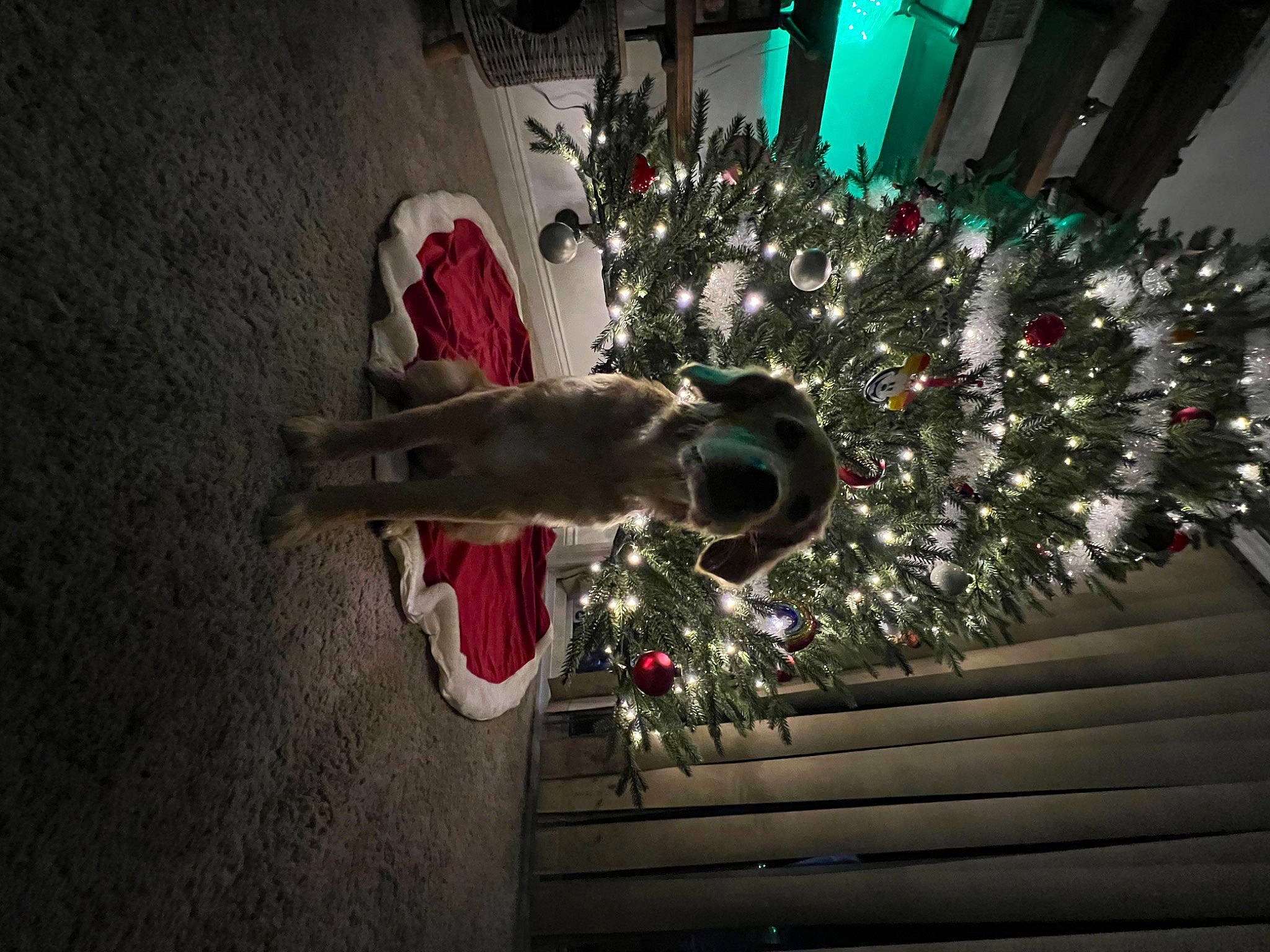 Nellie is registered to the contest to win money with this photo: carmine, christmas, christmas_decoration, christmas_eve, christmas_lights, christmas_ornament, christmas_tree, conifer, event, evergreen, holiday, holiday_ornament, interior_design, musical_instrument, ornament, plant, room, tradition, tree, wood