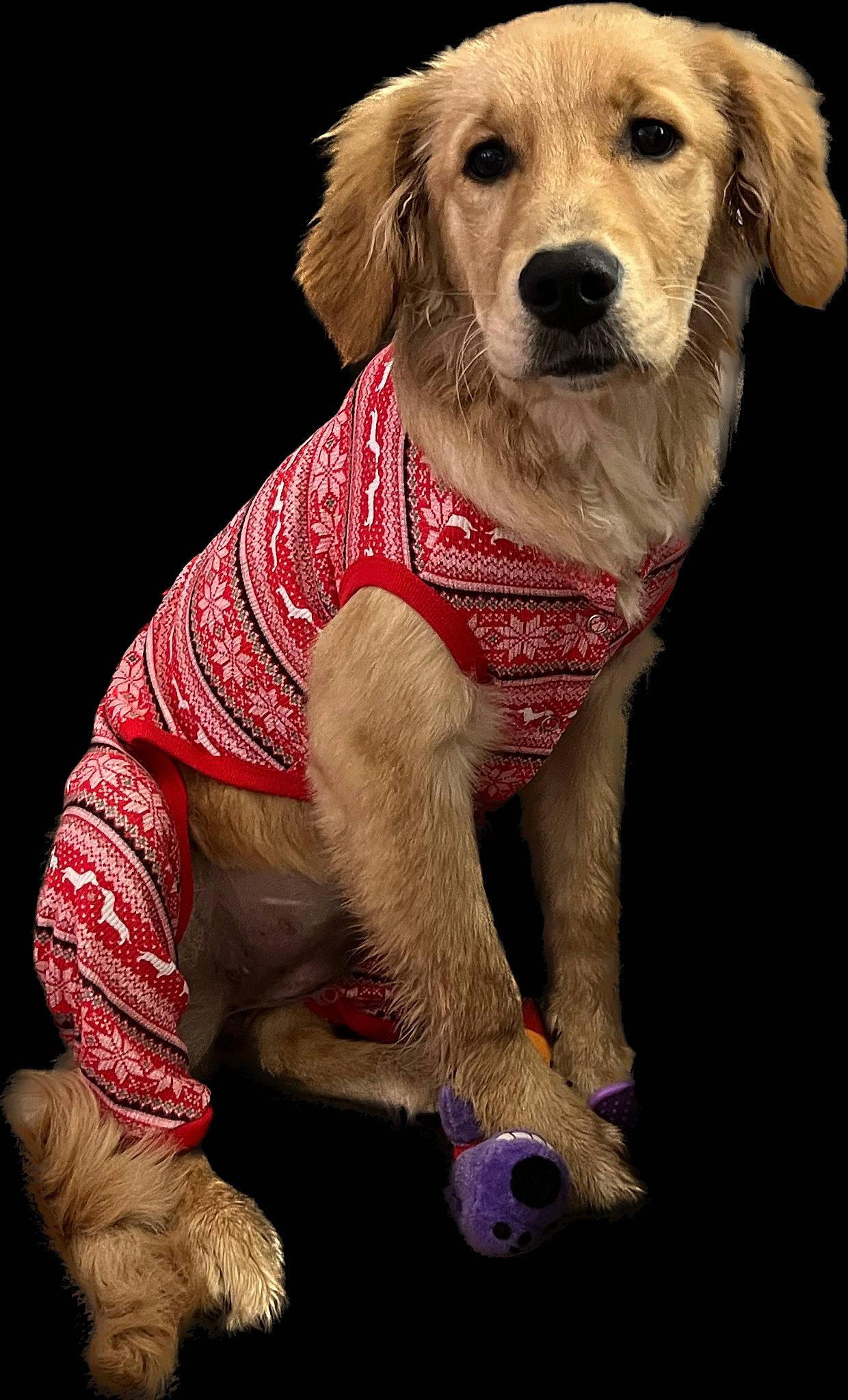 Nellie is registered to the contest to win money with this photo: ancient_dog_breeds, canidae, carnivore, companion_dog, dog, dog_breed, dog_clothes, dog_collar, dog_supply, fawn, fur, pet_supply, snout, sporting_group, working_animal