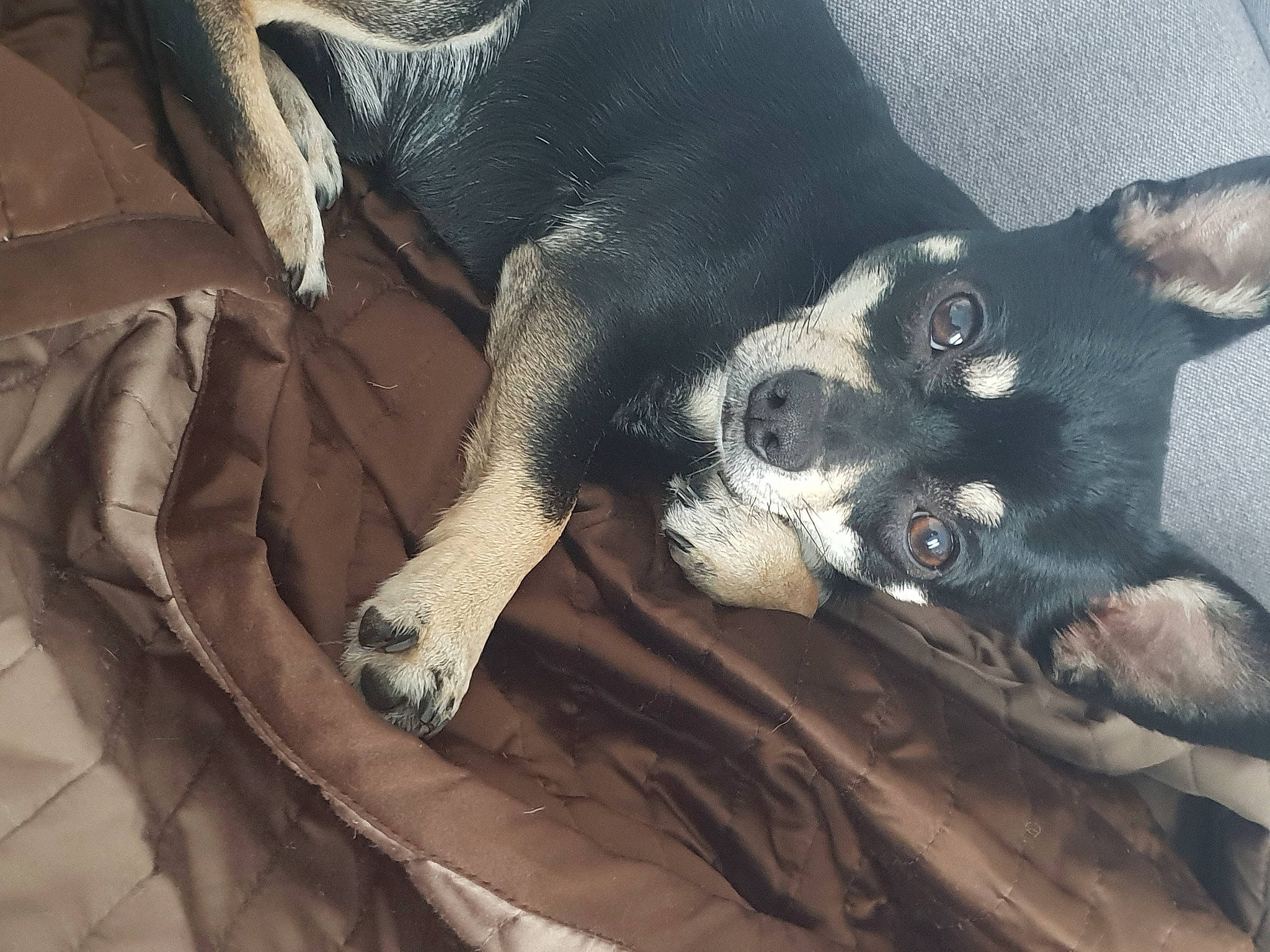 Néo participe au concours pour gagner de l'argent avec cette photo : canidae, carnivore, comfort, companion_dog, dog, dog_breed, ear, fawn, fur, grey, non_sporting_group, paw, puppy, snout, sporting_group, tail, toy_dog, whiskers, working_animal