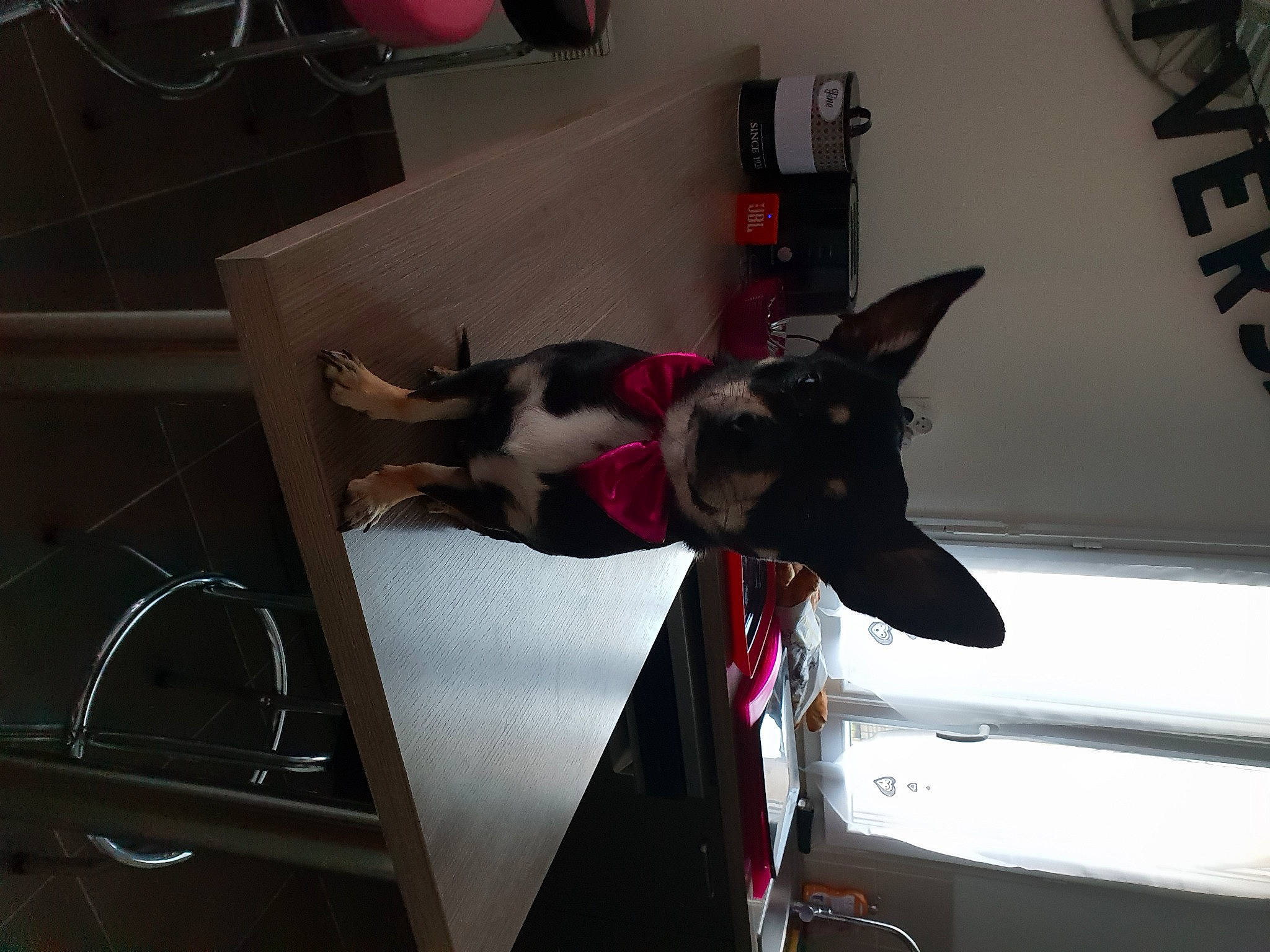 Néo participe au concours pour gagner de l'argent avec cette photo : auto_part, canidae, carmine, carnivore, collar, companion_dog, dog, dog_breed, dog_supply, fawn, felidae, fur, room, snout, sporting_group, toy_dog, vehicle_door, whiskers, window, windshield