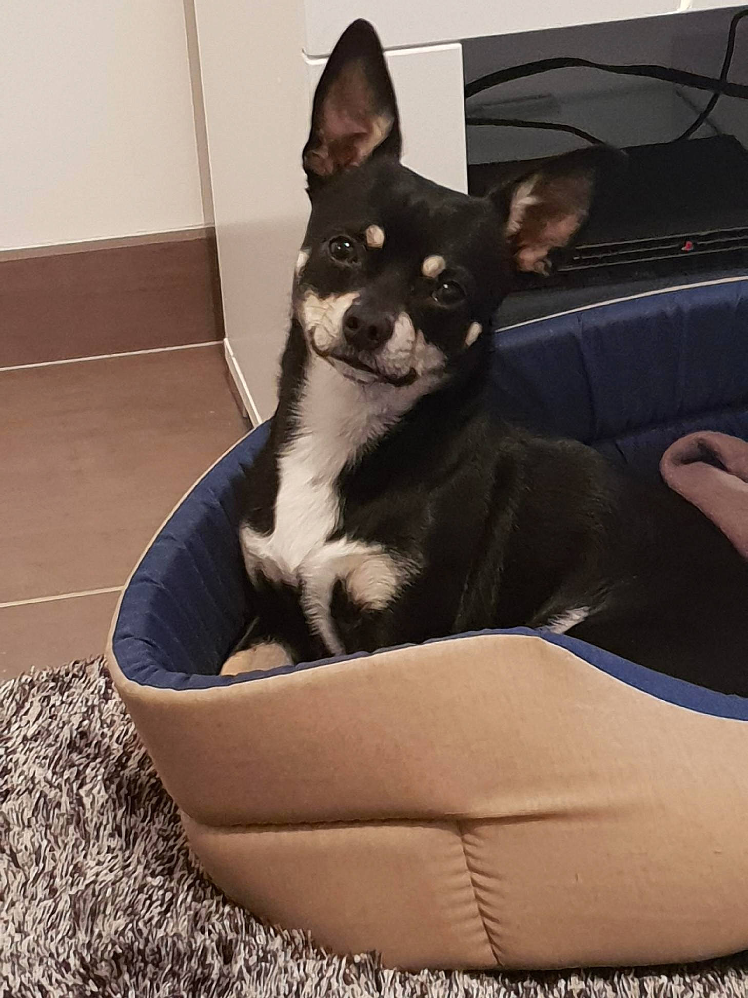 Néo a rejoint le concours — aidez-le/la à gagner de superbes lots ! bowl, car, carnivore, cat, cat_supply, comfort, companion_dog, dog_breed, felidae, foot, fur, pet_supply, small_to_medium_sized_cats, snout, tail, terrestrial_animal, whiskers, window, windshield, working_animal