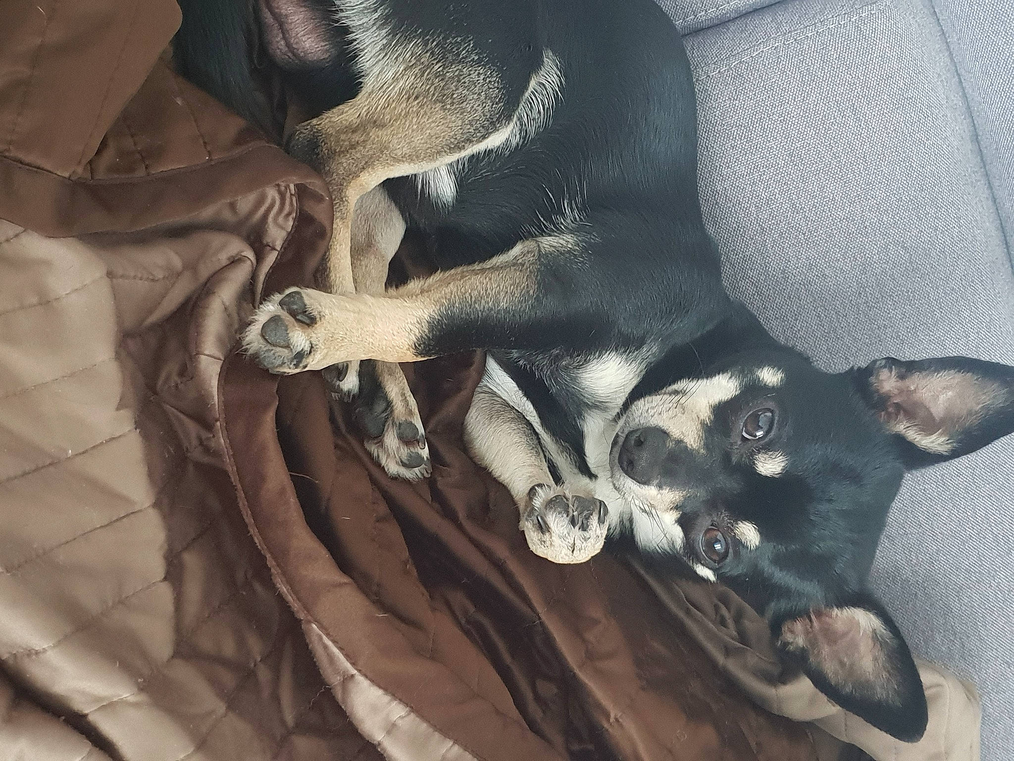 Néo a rejoint le concours — aidez-le/la à gagner de superbes lots ! canidae, carnivore, comfort, companion_dog, dog, dog_breed, ear, grey, monochrome, non_sporting_group, sporting_group, toy_dog, visual_arts, whiskers, working_animal