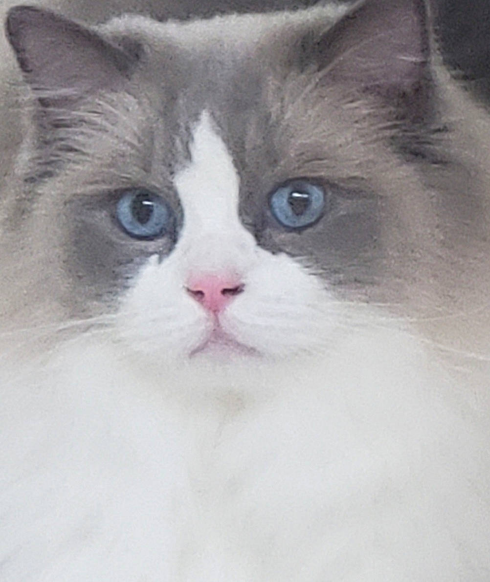 Basil is registered to the contest to win money with this photo: carnivore, cat, domestic_short_haired_cat, eye, eyelash, felidae, fur, head, iris, no_expression, small_to_medium_sized_cats, snout, terrestrial_animal, whiskers