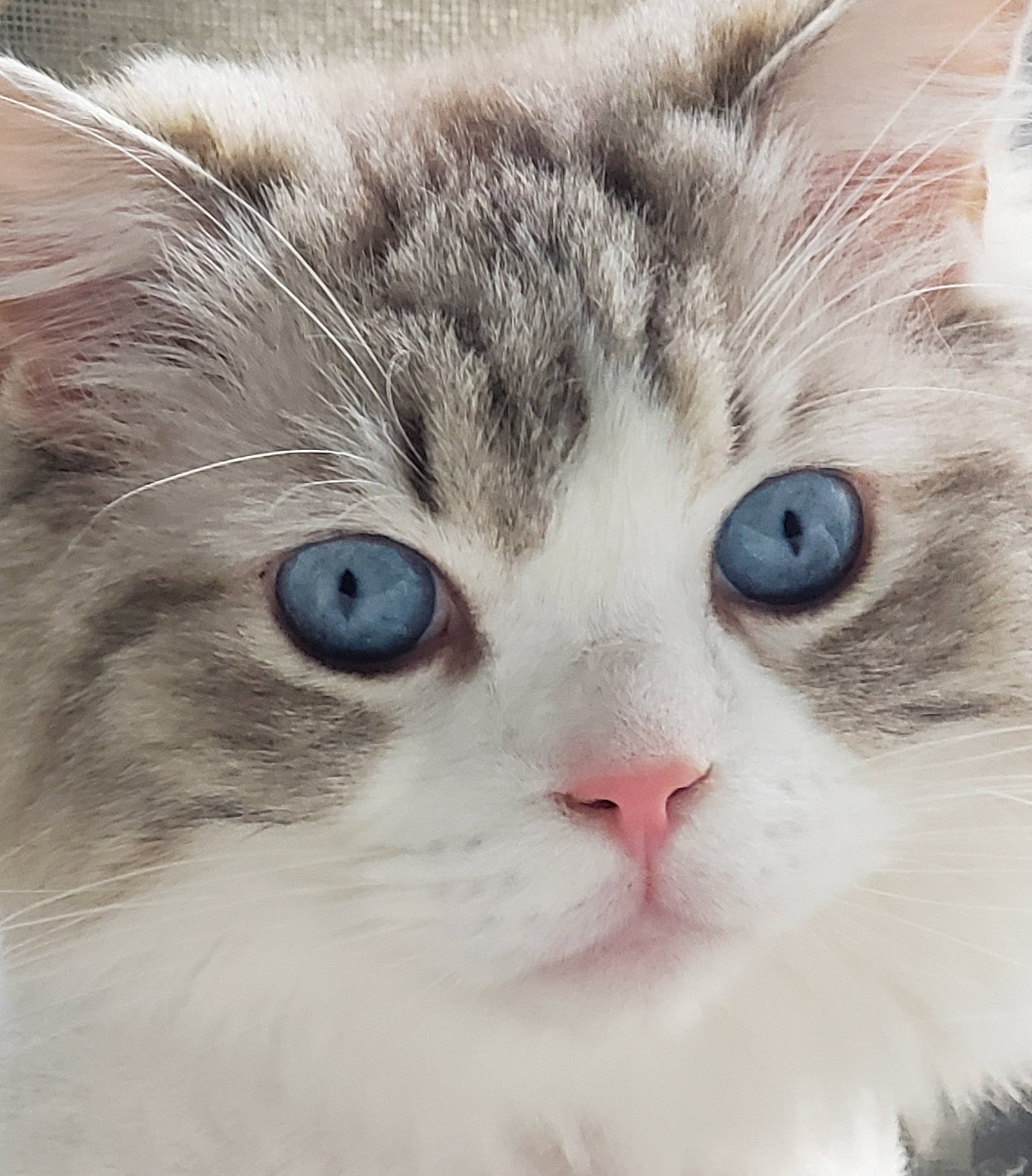 Bourbon joined the competition — help win amazing prizes! carnivore, cat, close_up, domestic_short_haired_cat, felidae, fur, iris, paw, small_to_medium_sized_cats, snout, whiskers, window