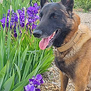 Paco a rejoint le concours — aidez-le/la à gagner de superbes lots ! dog, belgian_malinois, flower, purple_flower, iris, plant, greenery, gravel, outdoor, nature, mountain, sky, cloud, pet, canine, animal, collar, tongue_out, daylight, summer