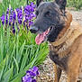 dog, belgian_malinois, flower, purple_flower, iris, plant, greenery, gravel, outdoor, nature, mountain, sky, cloud, pet, canine, animal, collar, tongue_out, daylight, summer