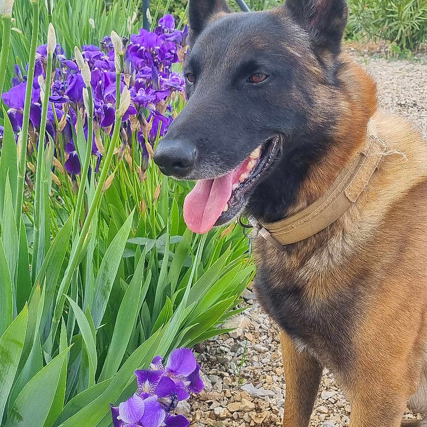 Paco a rejoint le concours — aidez-le/la à gagner de superbes lots ! animal, belgian_malinois, canine, cloud, collar, daylight, dog, flower, gravel, greenery, iris, mountain, nature, outdoor, pet, plant, purple_flower, sky, summer, tongue_out