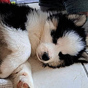 Apollo a rejoint le concours — aidez-le/la à gagner de superbes lots ! puppy, dog, sleeping, black_and_white, fur, paw, floor, tile, cozy, home, footwear, slipper, texture, resting, cute, pet, animal, indoors, comfort, closeup