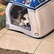 Apollo a rejoint le concours — aidez-le/la à gagner de superbes lots ! animal, black_and_white, blue_eyes, comfort, cozy, cute, decor, dog, fur, home, indoor, pet_house, puppy, r2d2, resting, rug, small_pet, star_wars, tile_floor, toy