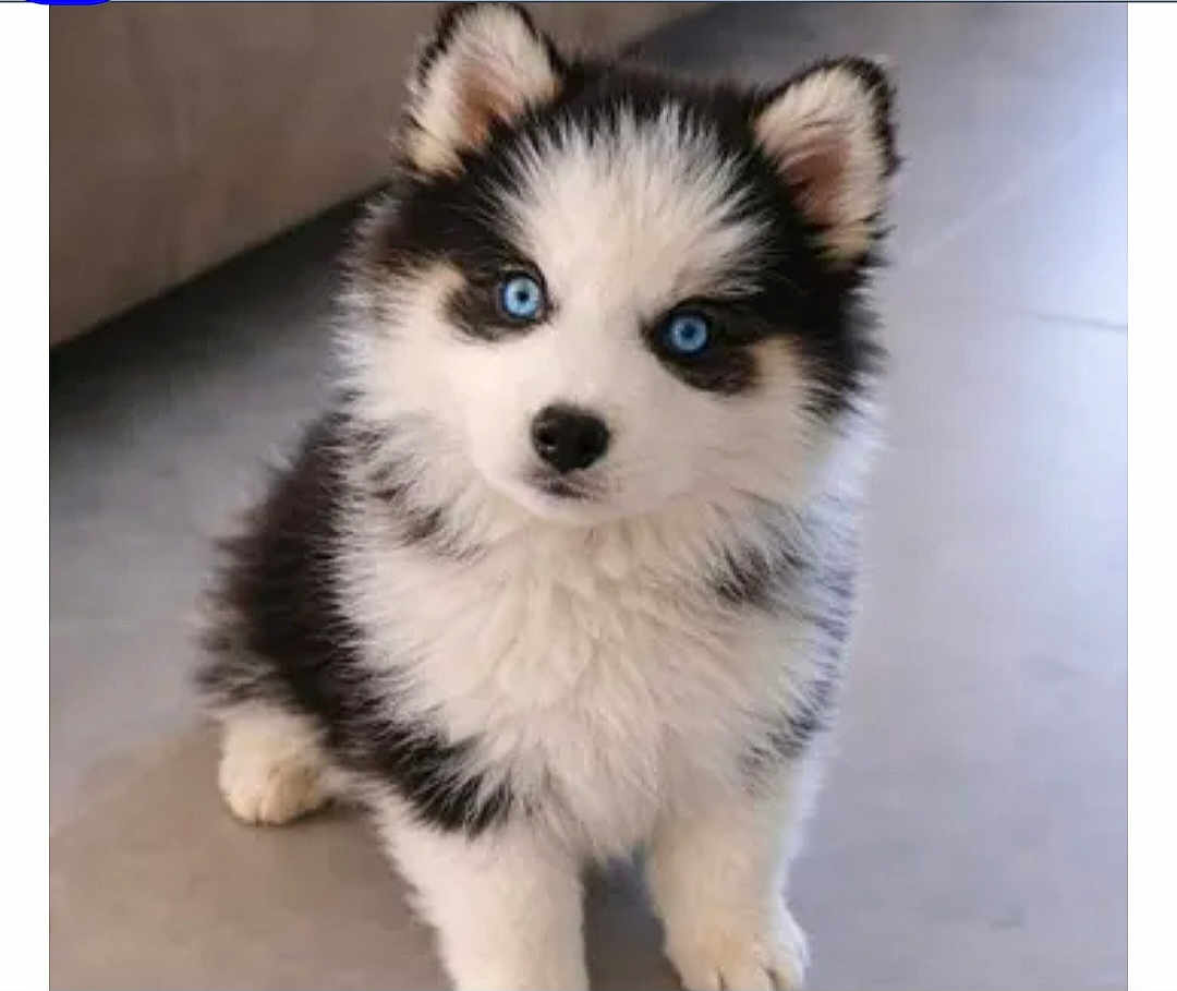 Apollo participe au concours pour gagner de l'argent avec cette photo : puppy, dog, husky, blue_eyes, fluffy, black_and_white, pet, animal, cute, young, indoor, floor, sitting, adorable, fur, mammal, portrait, small, looking, domestic