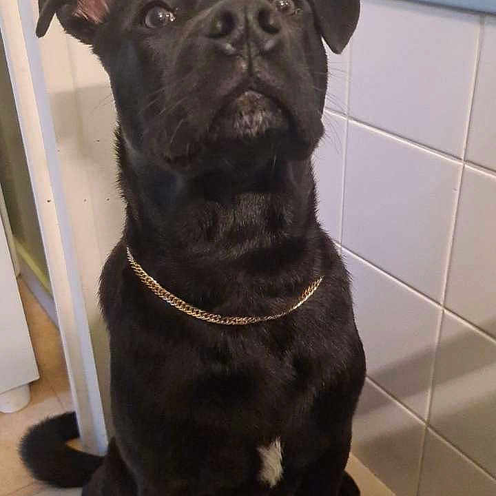 Zalco participe au concours pour gagner de l'argent avec cette photo : accessories, animal, bathing, bathtub, boxer, bulldog, canine, dog, frenchbulldog, hound, indoors, labradorretriever, person, pet, pitbull, pug, puppy, snout, tile, tub