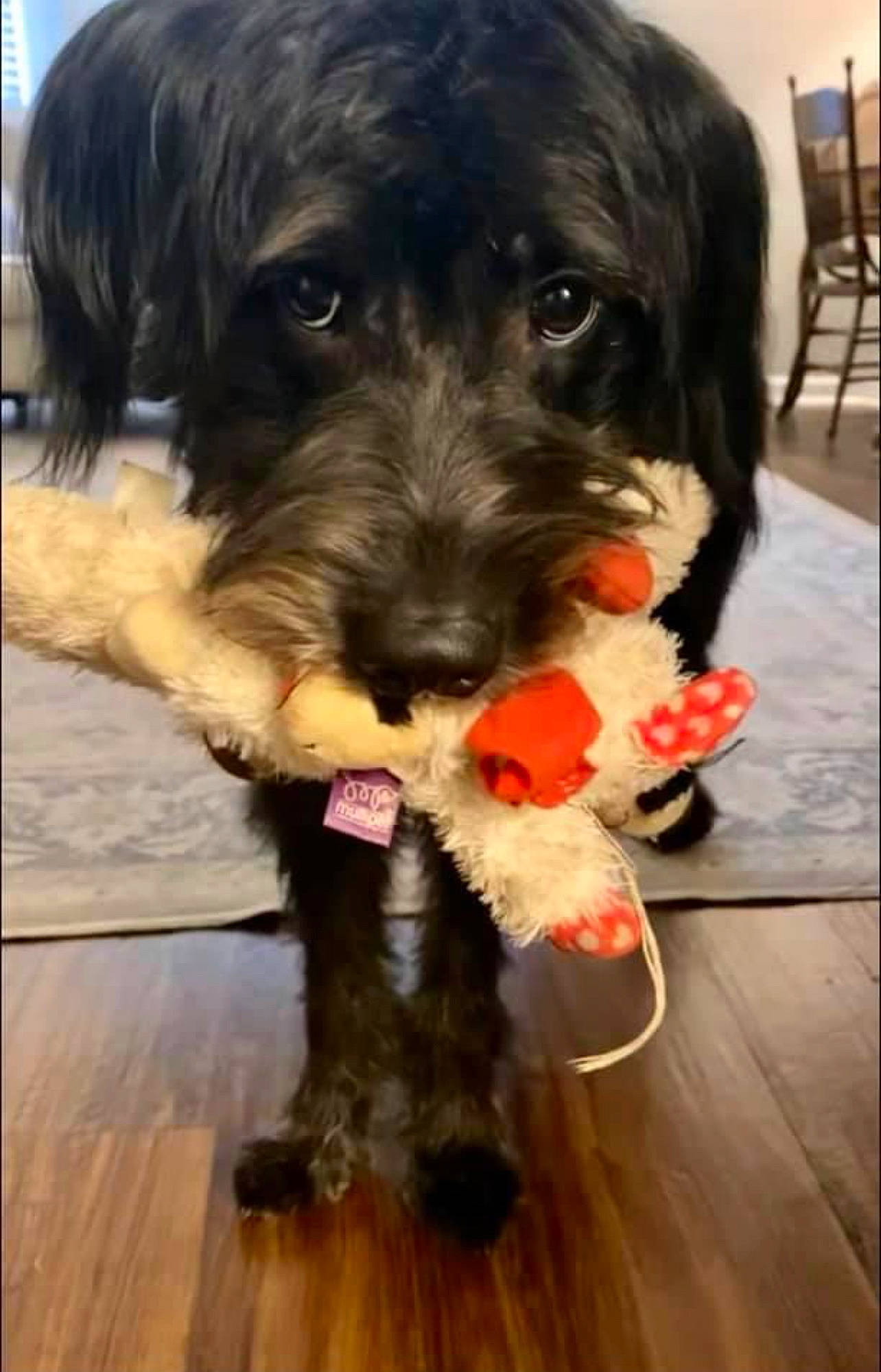 Scout joined the competition — help win amazing prizes! canidae, carnivore, chair, companion_dog, dog, dog_breed, dog_supply, flooring, fur, hardwood, small_terrier, snout, sporting_group, terrier, toy_dog, varnish, wood, wood_flooring, working_animal, yorkipoo