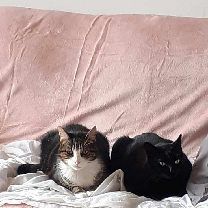 Kali Et Ninou a rejoint le concours — aidez-le/la à gagner de superbes lots ! animal, black_cat, blanket, cat, companions, couch, cozy, cute, ears, eyes, feline, fur, home, indoor, pets, relaxing, resting, tabby_cat, two_cats, whiskers