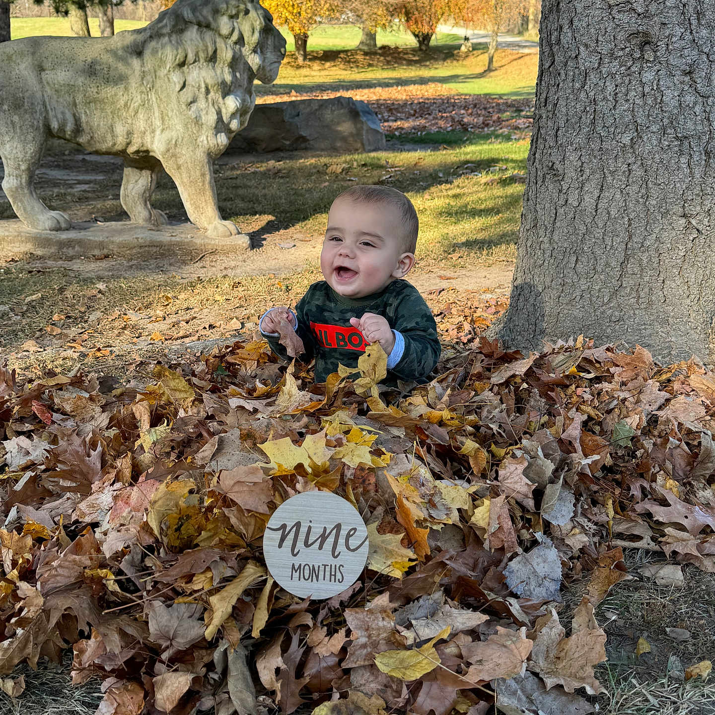 Gunner joined the competition — help win amazing prizes! animal, baby, face, grass, head, land, leaf, lion, nature, outdoors, park, person, photography, plant, portrait, soil, tree, treetrunk, vegetation, woodland