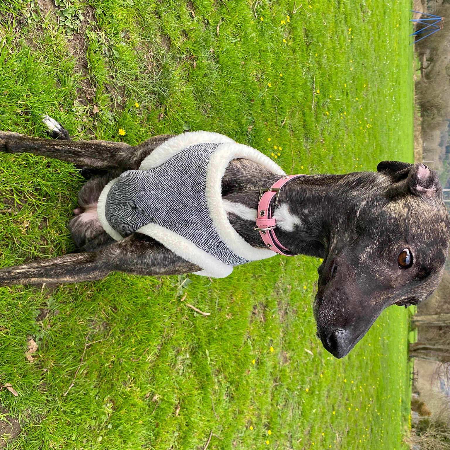 Darcey