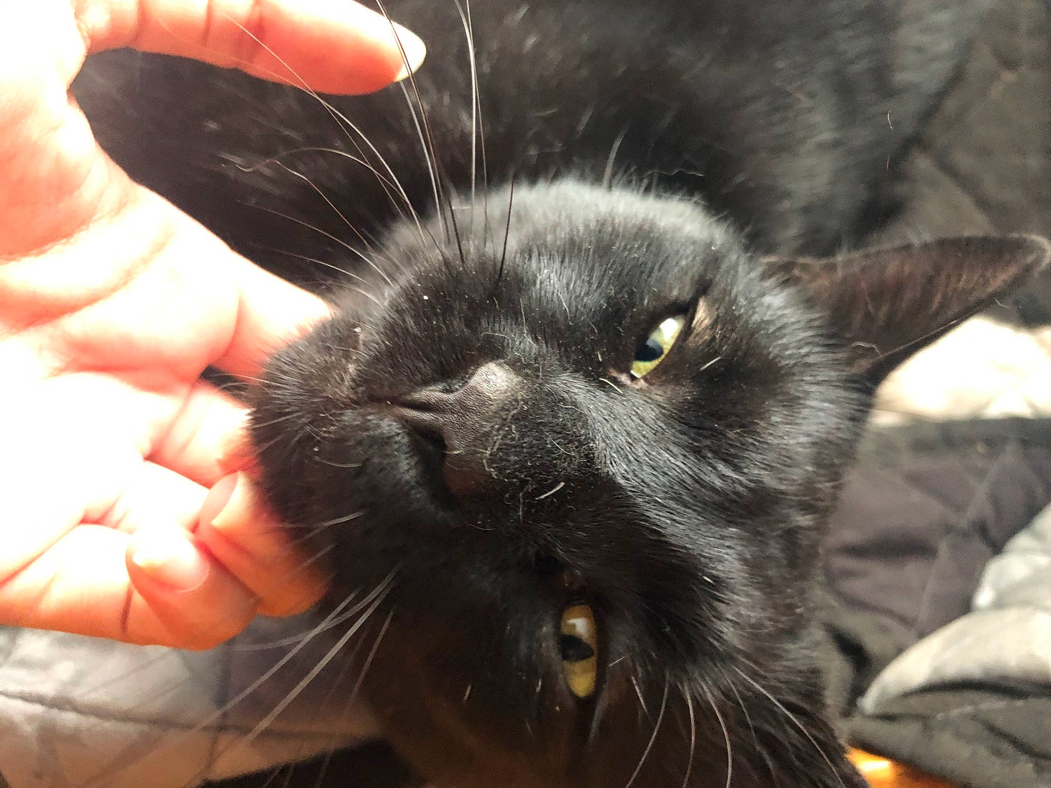 Negrito joined the competition — help win amazing prizes! black_cat, bombay, carnivore, cat, claw, domestic_short_haired_cat, ear, eye, felidae, finger, fur, gesture, hand, nail, paw, small_to_medium_sized_cats, snout, terrestrial_animal, thumb, whiskers