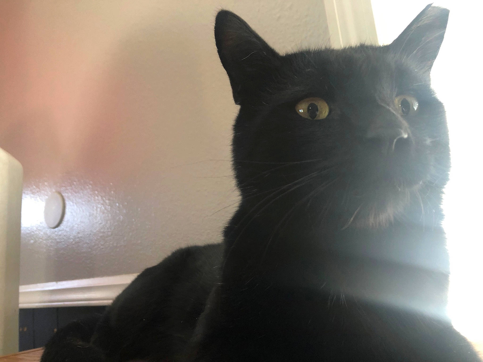 Negrito joined the competition — help win amazing prizes! black_cat, bombay, carnivore, cat, domestic_short_haired_cat, felidae, fur, grey, monochrome_photography, small_to_medium_sized_cats, snout, terrestrial_animal, whiskers, window