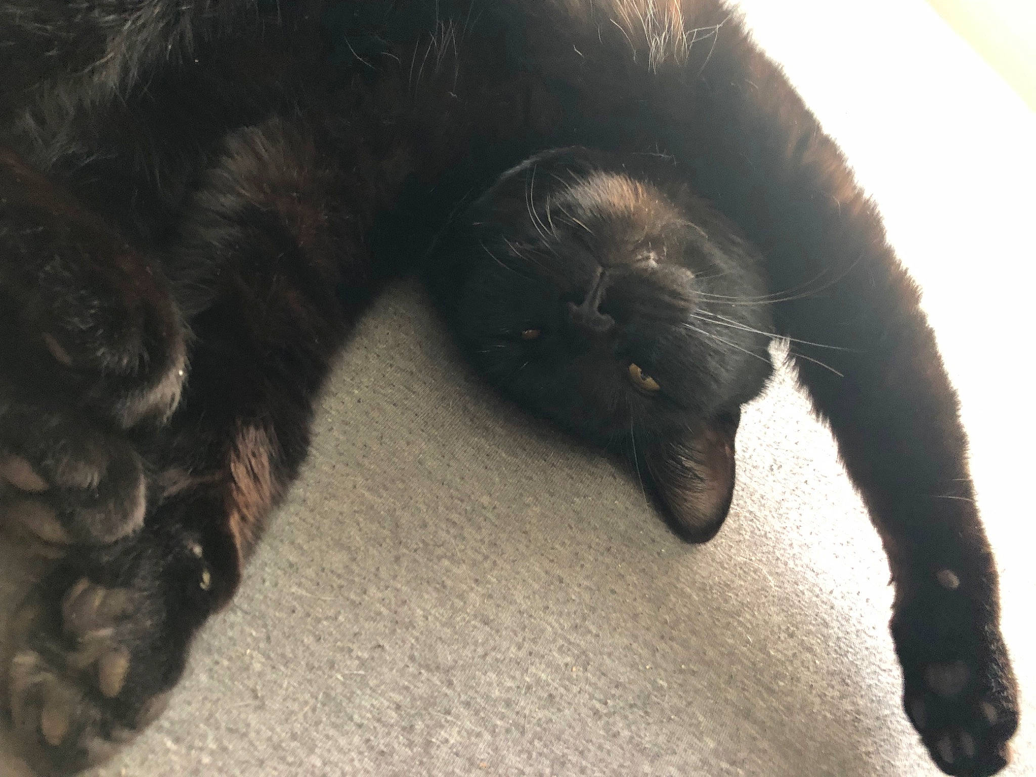 Negrito joined the competition — help win amazing prizes! black_cat, carnivore, cat, claw, comfort, dog_breed, felidae, flooring, foot, fur, gesture, human_leg, paw, small_to_medium_sized_cats, snout, sporting_group, tail, terrestrial_animal, whiskers