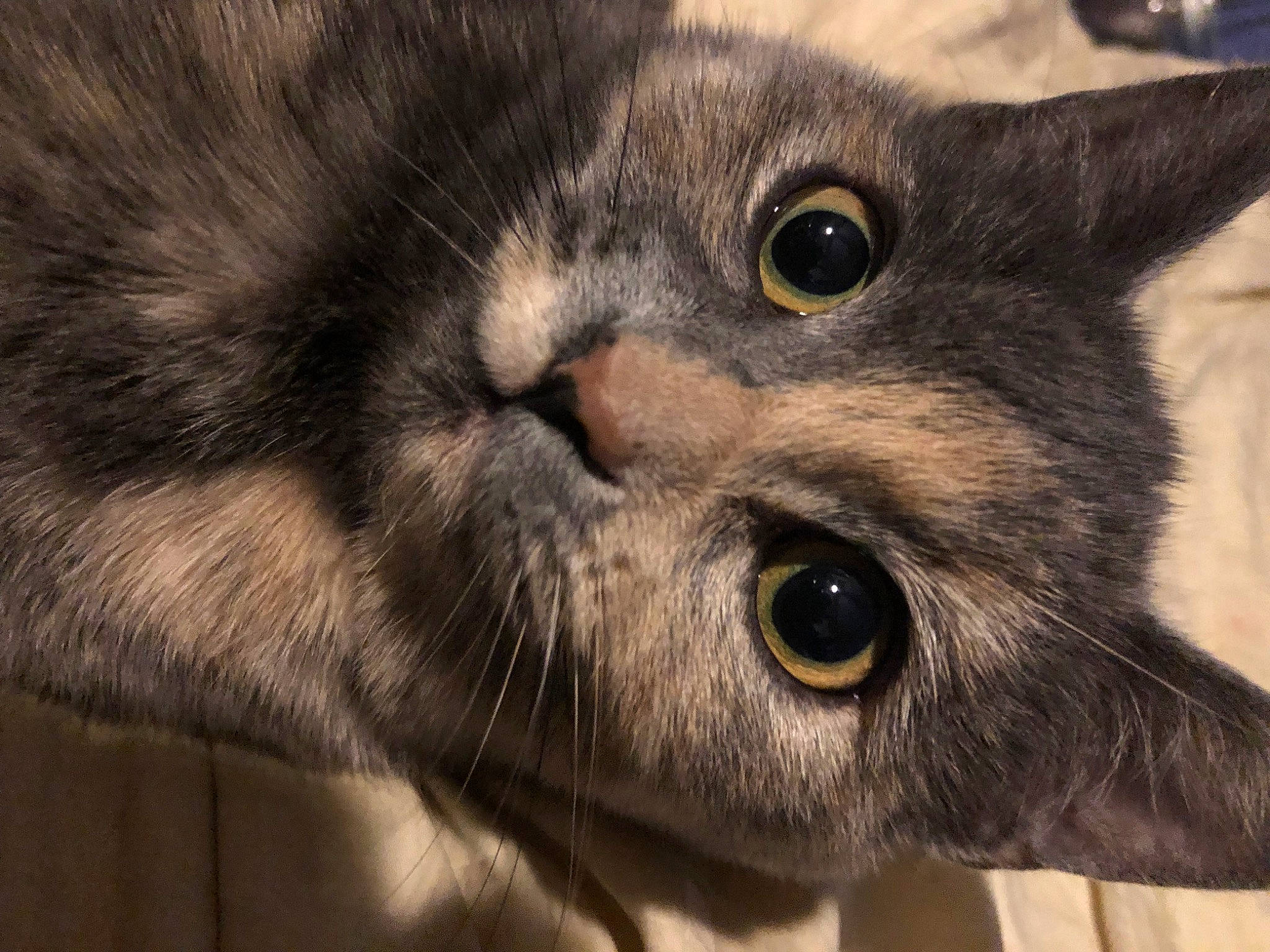 Calcetines is registered to the contest to win money with this photo: black_cat, carnivore, cat, domestic_short_haired_cat, ear, felidae, fur, grey, paw, small_to_medium_sized_cats, snout, terrestrial_animal, whiskers