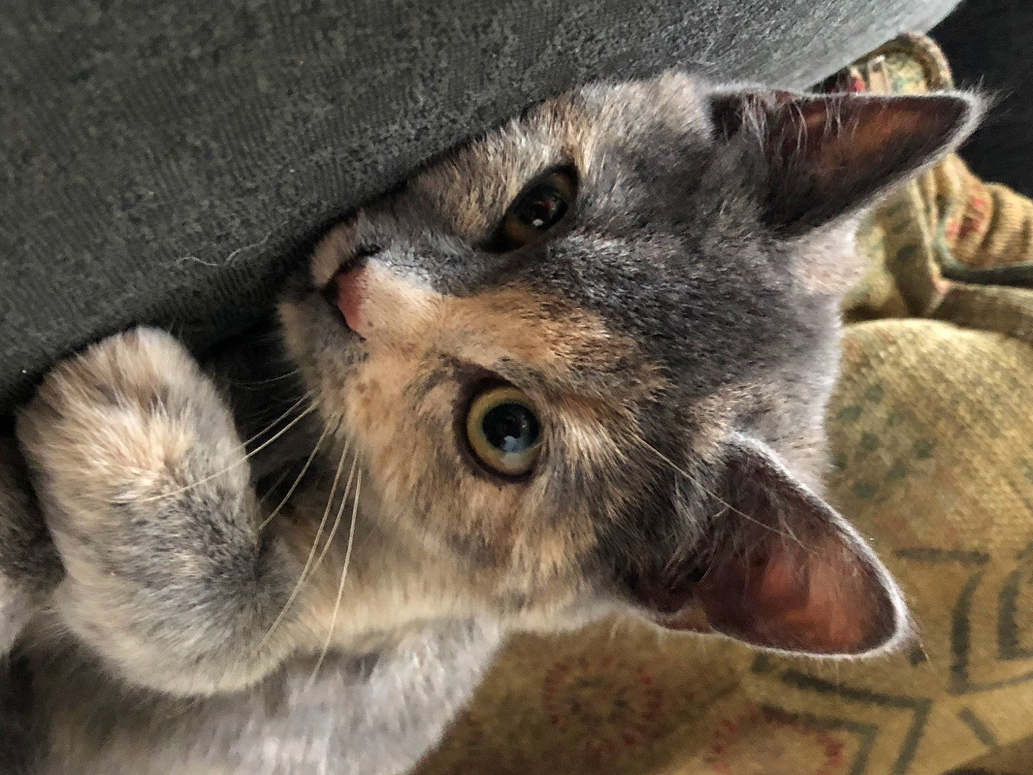 Calcetines is registered to the contest to win money with this photo: carnivore, cat, domestic_short_haired_cat, ear, felidae, fur, grey, paw, small_to_medium_sized_cats, snout, whiskers, wildlife