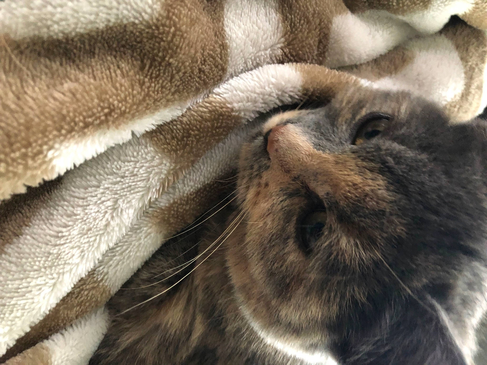 Calcetines joined the competition — help win amazing prizes! carnivore, cat, close_up, comfort, domestic_short_haired_cat, fawn, felidae, fur, grey, nap, paw, sleep, small_to_medium_sized_cats, snout, terrestrial_animal, whiskers, wildlife, wrinkle