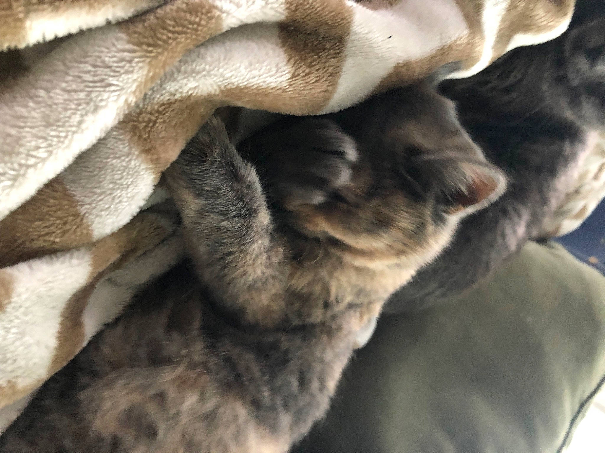 Calcetines joined the competition — help win amazing prizes! claw, close_up, comfort, dog_breed, fawn, felidae, fur, gesture, grey, linens, natural_material, pattern, paw, rock, snout, terrestrial_animal, whiskers, wildlife, wood, wrinkle