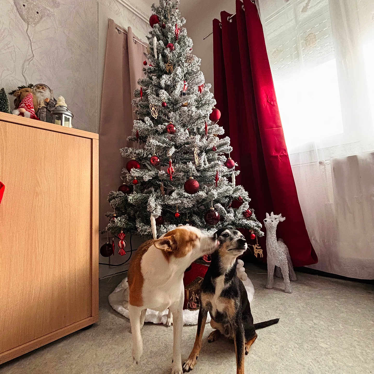 Oslo Et Naia participe au concours pour gagner de l'argent avec cette photo : animal, black, brown, christmas_tree, curtains, cute, decorations, dog, dogs, festive, floor, furniture, holiday_decor, indoor, ornaments, pet, red, reindeer_ornament, tree_skirt, white