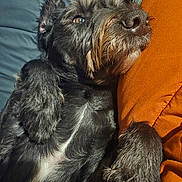 Kip is registered to the contest to win money with this photo: dog, black_dog, pet, resting, cushion, orange_cushion, fur, relaxed, indoors, closeup, snout, paw, sleepy, comfort, bed, blanket, cozy, animal, portrait, sunlight
