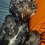 dog, black_dog, pet, resting, cushion, orange_cushion, fur, relaxed, indoors, closeup, snout, paw, sleepy, comfort, bed, blanket, cozy, animal, portrait, sunlight